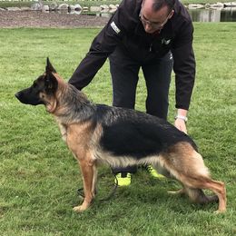 German Shepherds from von Wolfstal German Shepherds