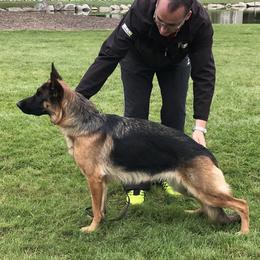 German Shepherds from von Wolfstal German Shepherds