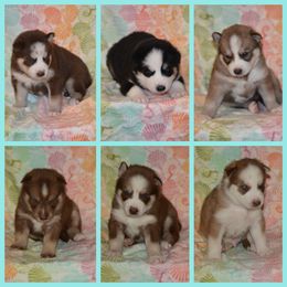 Siberian Husky Puppies from Spalla Pups