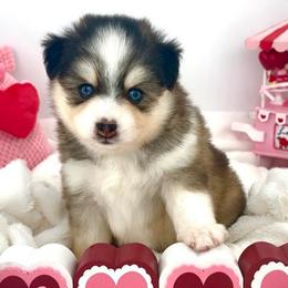 Hugo - Black and white male Pomsky puppy in Michigan from Blue Water Pomskies