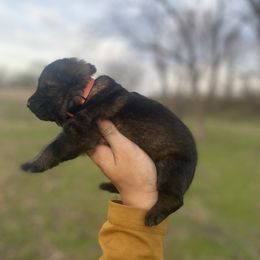 Girl 1 - German Shepherd puppy in Bartlesville, Oklahoma from Guardian Working Shepherds