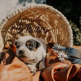 Lyric - Blue speckled female Australian Cattle Dog puppy in Runnels County, Texas from MC Heelers & Aussies