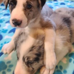 Border Collie Puppies from Sherry's Border Collies