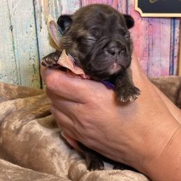 STANDARD AKC BRINDLE GIRL - Cookie - Brindle French Bulldog puppy in Spanaway, Washington from Beloved Frenchies