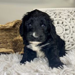Boy 2 - Black and white male Bernedoodle puppy in Russiaville, Indiana from Pleasant Creek Minibernedoodles