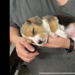 Beagle Puppies from Stranger Creek Beagles