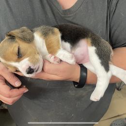 Beagle Puppies from Stranger Creek Beagles