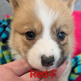 Red - Red female Pembroke Welsh Corgi puppy in Berkeley Springs, West Virginia from Hummingbird Farm