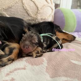 Mickey- 5000 - Dapple male Dachshund puppy in Summerfield, Florida from Dachshundly Perfect