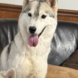 Pillow - Siberian Husky