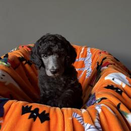 Boy 4 - Silver male Poodle puppy in State College, Pennsylvania from Brookside Standard Poodles