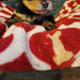 Banger - Yorkshire Terrier puppy in Junction City, Ohio from On The Edge Of A Dream Yorkies