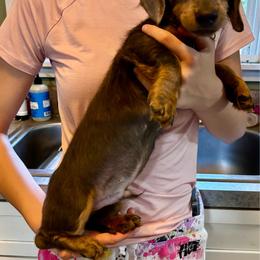 Beans - Gray (blue) and tan male Dachshund puppy in Overbrook, Kansas from The Greyline Dogs