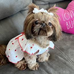 Lucy - Shih Tzu