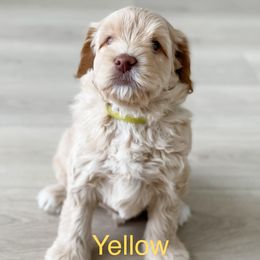 Boy 1 - Australian Labradoodle puppy in Kaysville, Utah from Utah Labradoodles
