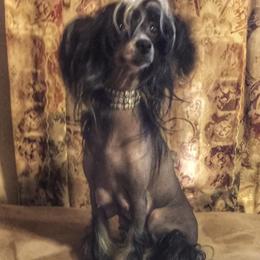 Chihuahua and Chinese Crested Puppies from Western Kentucky Chihuahua’s and Chinese Crested’s