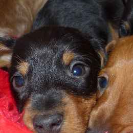 Dachshunds from Wildwood Champion Dachshunds
