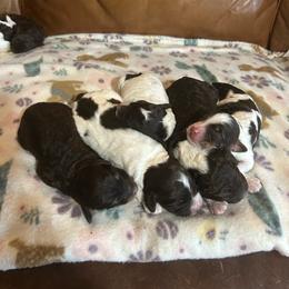 Hersheys - Brown and white male Bernedoodle puppy in Arabi, Georgia from Huckadoodle Farm