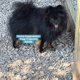 Tripp--neutered before leaving - Black and tan male Pomeranian puppy in Kentucky from Em&M Pomeranians