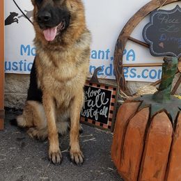 German Shepherd All Grown Up from Cindy Davis