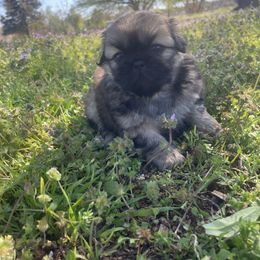 Pekingese Puppies from Ashlyn's Pups
