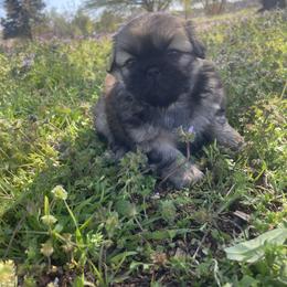 Pekingese Puppies from Ashlyn's Pups