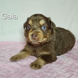 Gala - Red tri-color female Australian Shepherd puppy in Owensboro, Kentucky from JnT's Bluegrass Mini Aussies