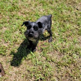 Brody - Miniature Schnauzer