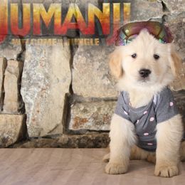 Golden Retriever Puppies from DoubleTake Goldens
