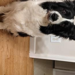 River - Border Collie