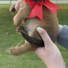 Max 2150.00 - Red male Dachshund puppy in Homestead, Florida from Florida Mini Dachshunds