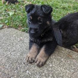 German Shepherd Puppies from Cintron K9