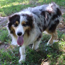 Myles - Australian Shepherd