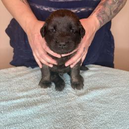 Mr. Black - Reddish brown male Leonberger puppy in Cypress, Texas from Magnolia Leos