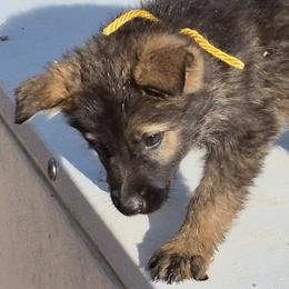 Yellow Boy 3 - Sable male German Shepherd puppy in Lake George, Colorado from High Country German Shepherds