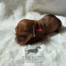 Rachel - Red female Dachshund puppy in Royse City, Texas from Truehearted Miniature Dachshunds