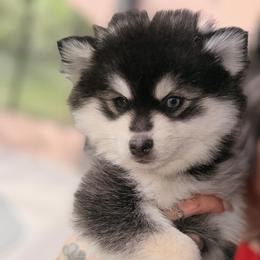 Patriot - Black and white male Pomsky puppy in Spring Hill, Florida from Besties Paw Life