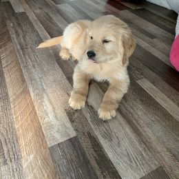 Golden Retriever Puppies from Goldens of Hope
