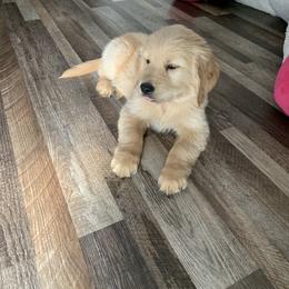 Golden Retriever Puppies from Goldens of Hope