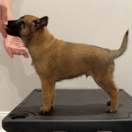 Yellow Collar - Fawn male Belgian Malinois puppy in Cameron, North Carolina from Wildheart Belgian Malinois