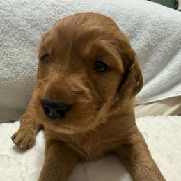 Pick girl 1-5 - Dark golden female Golden Retriever puppy in Huntington Beach, California from Beach Cities Golden Retrievers