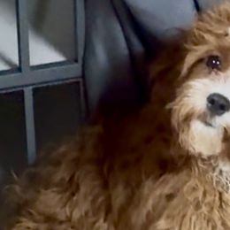 Bernedoodles, Cavapoos, Goldendoodles, and Poodles from Christine Greenberg