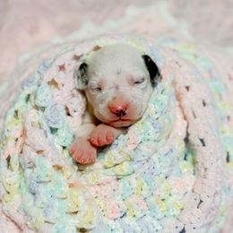Chelsea - White and black female Dalmatian puppy in Whitwell, Tennessee from Rock a Dalmatian “RockADal”