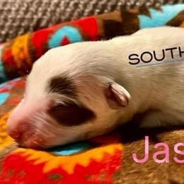 Jasmine - Red speckled female Australian Cattle Dog puppy in Floyd, Virginia from Southern Charm Heelers