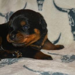 Girl 4 - Black and mahogany female Rottweiler puppy in Ethel, Washington from Titanenheim Rottweilers