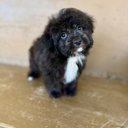 Jagger - Brown and white male Aussiedoodle puppy in Science Hill, Kentucky from Southern Paws Kennels