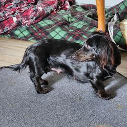 Minnie - Dachshund