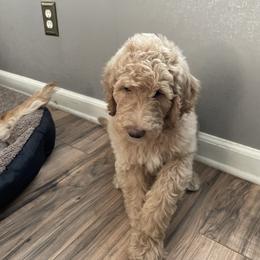 Labradoodle Puppies from CC Labradoodles