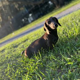 Sienna - Dachshund