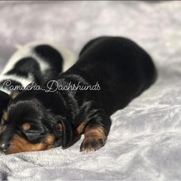 Dachshund Puppies from Camacho_Dachshunds
